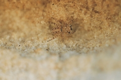 Attulus distinguendus