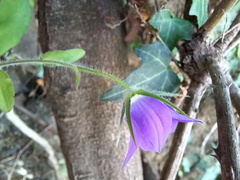 Campanula ramosissima