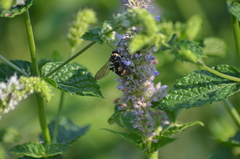Triepeolus remigatus