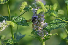 Triepeolus remigatus