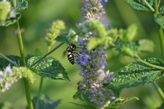 Triepeolus remigatus