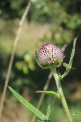Cirsium decussatum