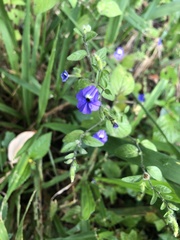 Browallia americana