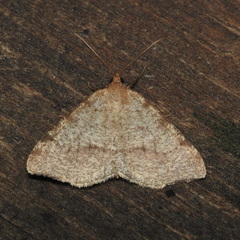 Macaria occiduaria