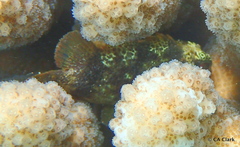 Sebastapistes coniorta