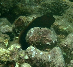 Cirripectes vanderbilti