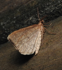 Macaria occiduaria