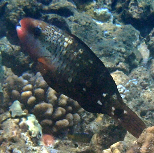 Pacific Bullethead Parrotfish