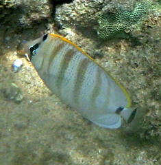 Chaetodon multicinctus