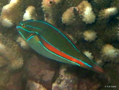 Stethojulis balteata