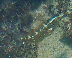 Stethojulis balteata
