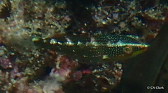 Stethojulis balteata