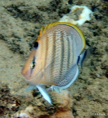 Chaetodon multicinctus