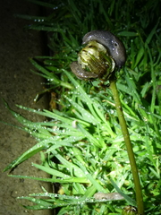 Deroceras reticulatum