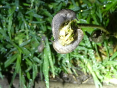 Deroceras reticulatum