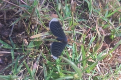 Melanchroia chephise