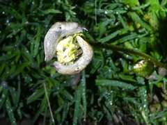 Deroceras reticulatum