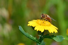 Eristalis tenax
