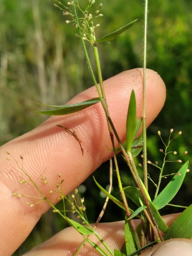 Rough Panicgrass (Dichanthelium leucothrix)