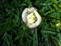 Deroceras reticulatum