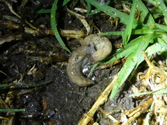 Deroceras reticulatum