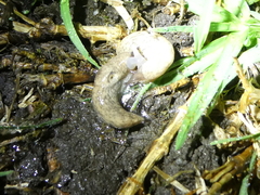 Deroceras reticulatum