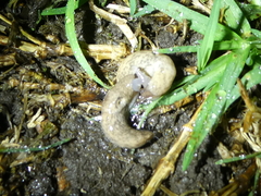 Deroceras reticulatum