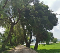 Ehretia latifolia