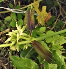 Cryptolepis buchananii