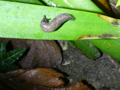 Deroceras reticulatum