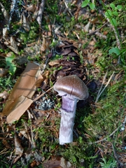 Cortinarius evernius