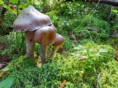 Cortinarius evernius