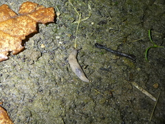 Deroceras reticulatum