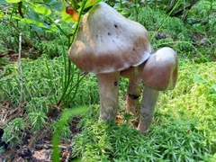 Cortinarius evernius