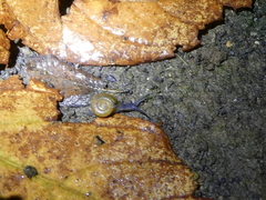 Oxychilus draparnaudi