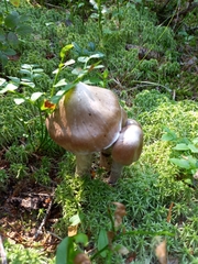 Cortinarius evernius
