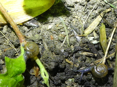 Oxychilus draparnaudi