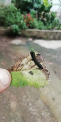 Spodoptera