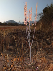 Aloe greatheadii davyana