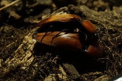 Elater ferrugineus