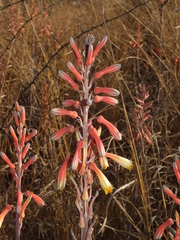 Aloe greatheadii davyana