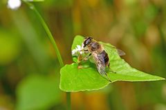 Eristalis tenax