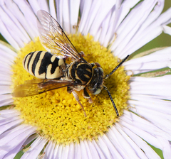 Triepeolus helianthi