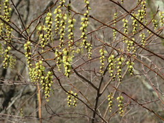 Stachyurus praecox