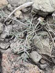 Astragalus flavus