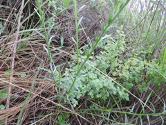 Lithospermum strictum