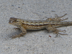 Sceloporus occidentalis