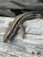 Podarcis muralis breviceps