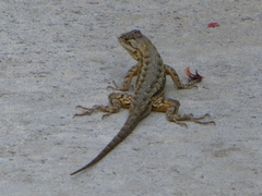 Sceloporus occidentalis