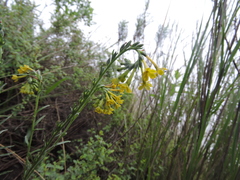 Lithospermum strictum